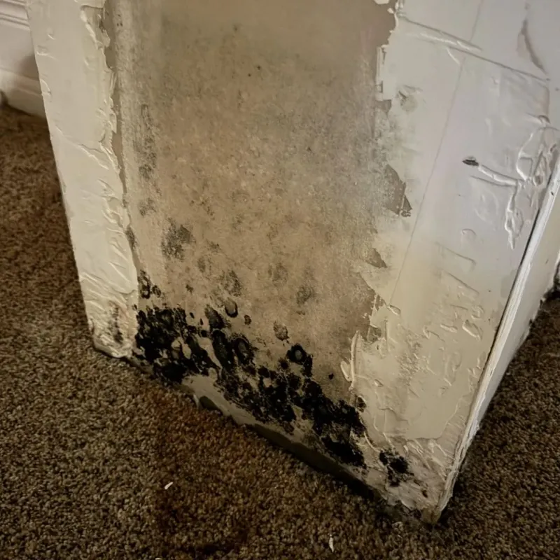 Professional Mold Removal in Ames, IA